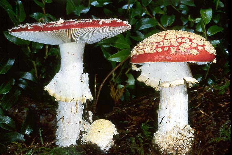 Amanita muscaria var flavivolvata